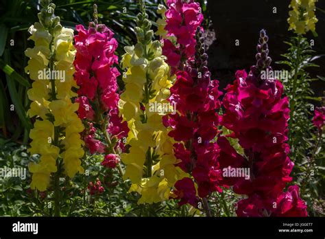 Delphinium, flowers in bloom, Heitz Wine Cellars, Saint Helena, Napa Valley, Napa County ...