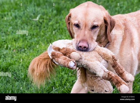 Yellow Labrador Retriever dog carrying a toy stuffed horse its mouth ...