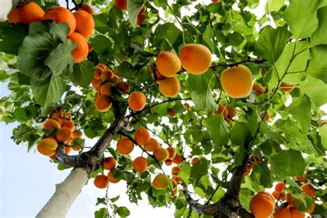 Apricot Tree Care »Tips to Keep Them Healthy & Happy