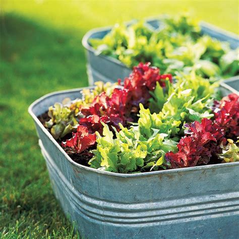 Container Gardening with Salad Greens | Growing vegetables in containers, Garden containers ...