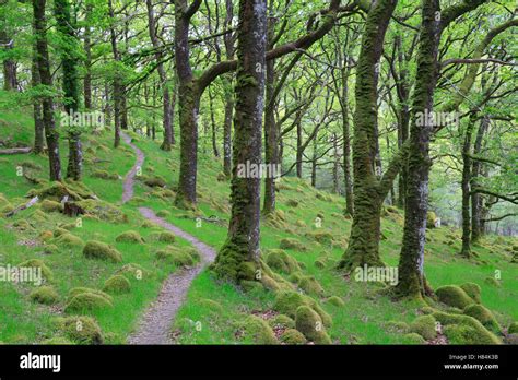 Ariundle oakwood, Strontian, Scotland Stock Photo - Alamy