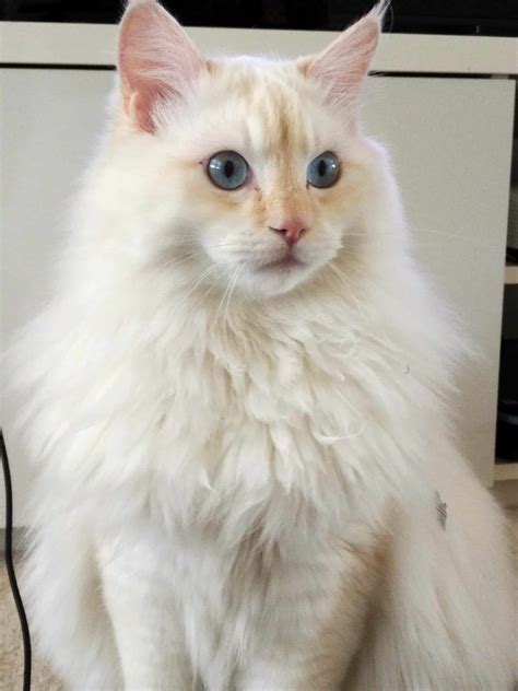 The Cream Point Ragdoll - Mitted, Colorpoint, Bicolor & Lynx