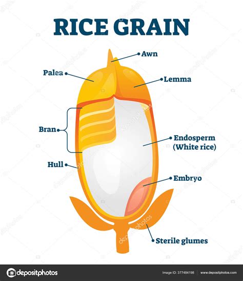 Rice Grain Vector