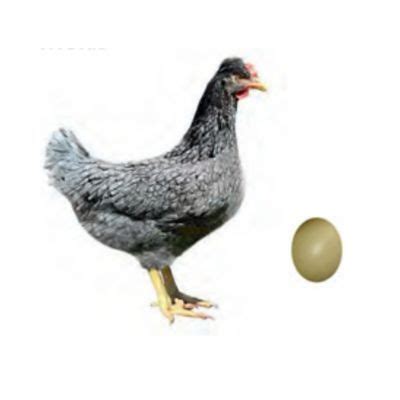 Hoover's Hatchery Live Sapphire Olive Egger Chickens, 10 ct. Baby ...