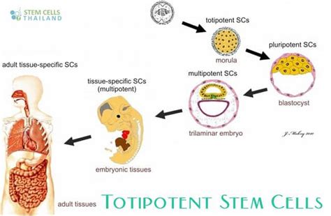 Totipotent stem cells