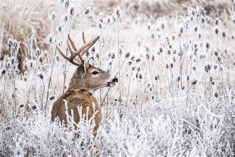 Why Late Is Great For Hunting Top-End Whitetails - Hunt Stand