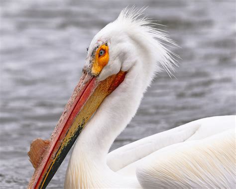 American White Pelican | Audubon Field Guide