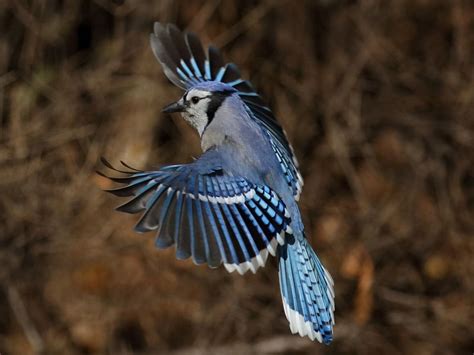 Blue Jay landing feathers in full color | Smithsonian Photo Contest | Smithsonian Magazine