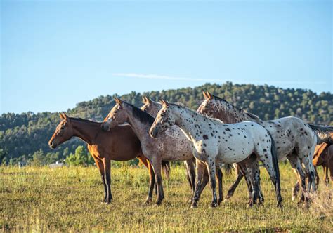 Appaloosa horse - Indian breed raised by Native Americans - EQUISHOP Equestrian Shop