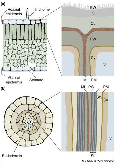 Building lipid barriers: biosynthesis of cutin and suberin: Trends in Plant Science