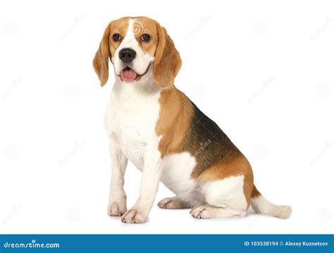 Beagle Stock Photo | CartoonDealer.com #54598362