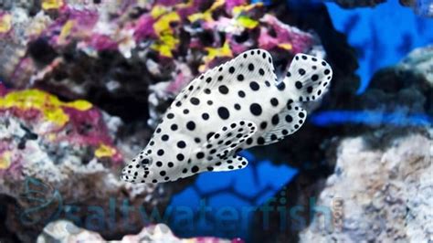 Panther Grouper, Size 5.25 - 6.25 inches For Sale (Cromileptes altivelis). TOP Care facts ...