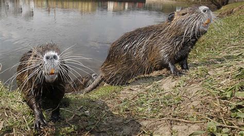 Nutria: River Rats Only a Mother Could Love | HowStuffWorks