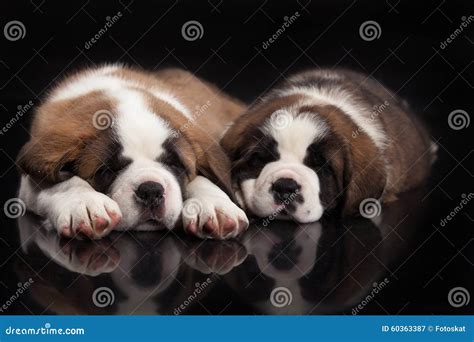 St. Bernard Puppies stock image. Image of dogs, group - 60363387