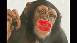 Monkey Kiss GIFs | GIFDB.com