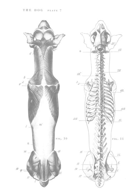 An atlas of animal anatomy for artists | PDF