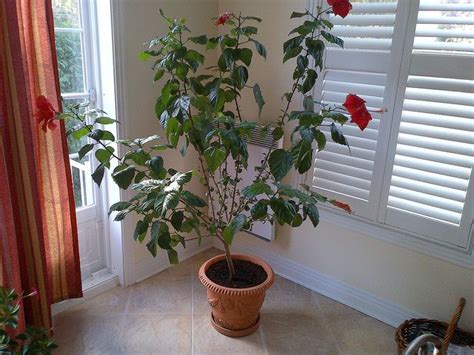 How To Take Care Of Hibiscus Plants Indoors - devenne