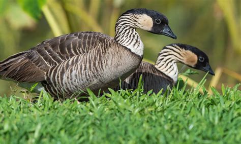 Hawaiian Goose (Nene) Bird Facts | Branta sandvicensis - AZ Animals