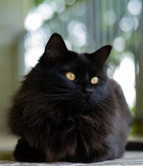 25 best Long Haired Black Cat images on Pinterest | Black cats, Kitty cats and Cat love
