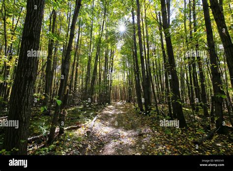 In the deep woods on a hunting trail in northern Michigan Stock Photo ...