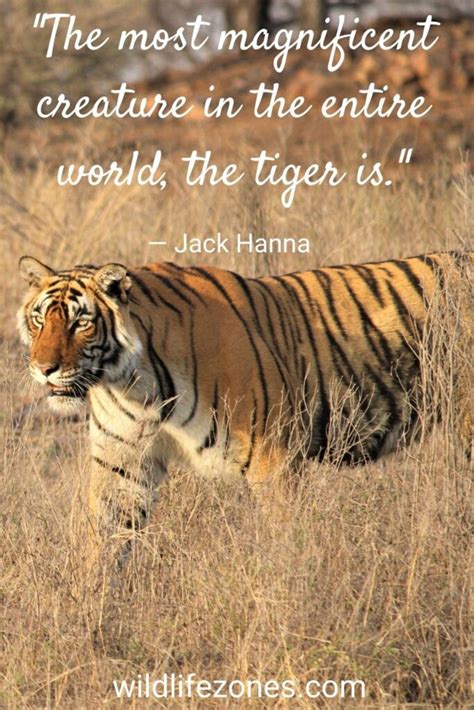 Tiger Quotes