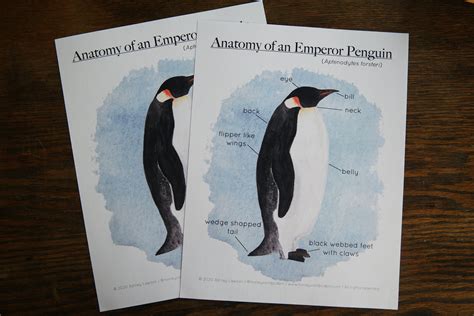 Emperor Penguin Anatomy Polar Educational Printable - Etsy España