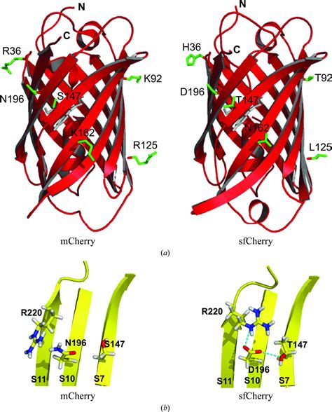 (IUCr) Split green fluorescent protein as a modular binding partner for ...