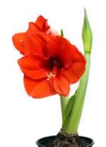 How Do I Get My Amaryllis To Bloom Again?