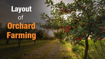 What is Orchard Farming? Orchard Farming in India