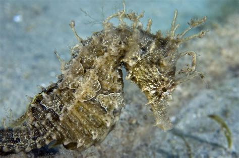 Lined Seahorse - Captive-Bred - Fish and Coral Store