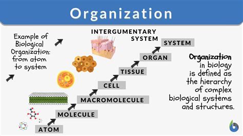 Organization - Definition and Examples - Biology Online Dictionary