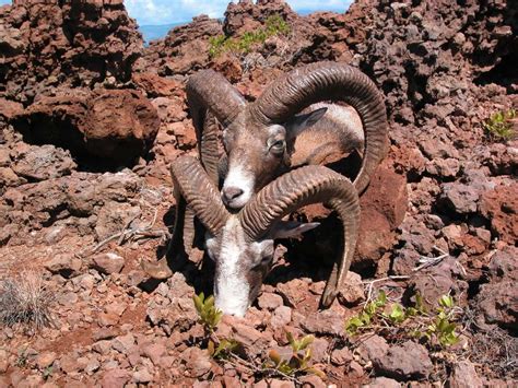 Mouflon sheep Lanai Hawaii | Lanai, Hawaii, Musk ox