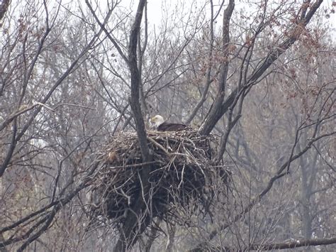 2021 Bald Eagle Nesting Updates - 1000 Islands Environmental Center