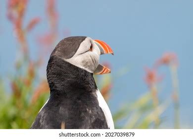 36 Puffin open mouth Images, Stock Photos & Vectors | Shutterstock