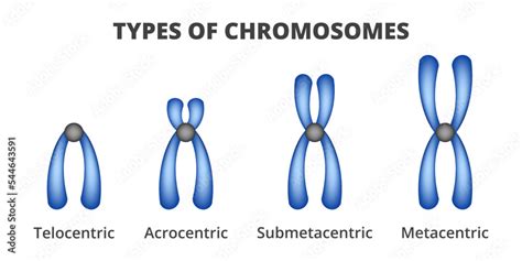 Vector illustration of types of chromosomes isolated on a white ...