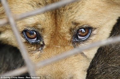 5 Easy Ways YOU Can Help Stop Animal Abuse! - Act Now For Animals