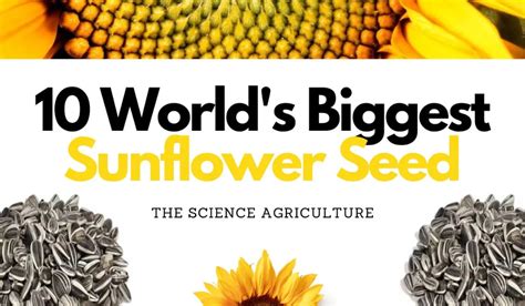 10 World’s Biggest Sunflower Seed Producers - The Science Agriculture in 2022 | Sunflower seeds ...