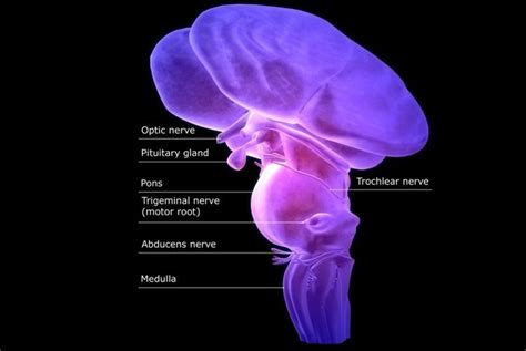 What Is the Medulla Oblongata? | Brain anatomy and function, Human body ...