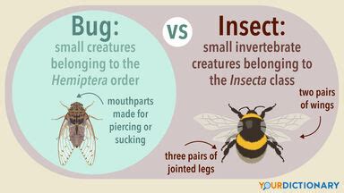 Bug vs. Insect: Why One Is Not Like the Other