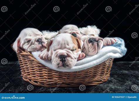 Sleeping English Bulldog Puppies Stock Image - Image of breed, indoors ...