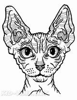 Sphynx Cat Coloring Book Page sketch template