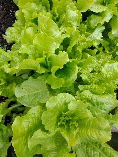 Organic Green Leaf Lettuce LOCAL - 250g