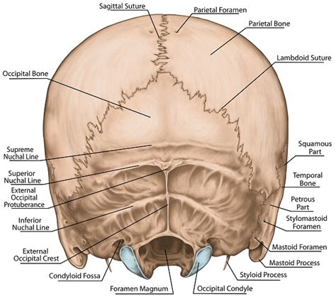 Occipital Bone - The Definitive Guide | Biology Dictionary