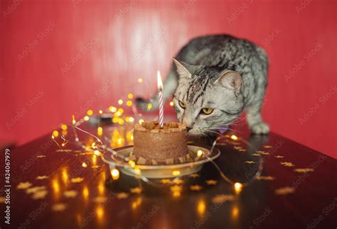 Funny cat and birthday cake with candle. Cat celebrating birthday and ...