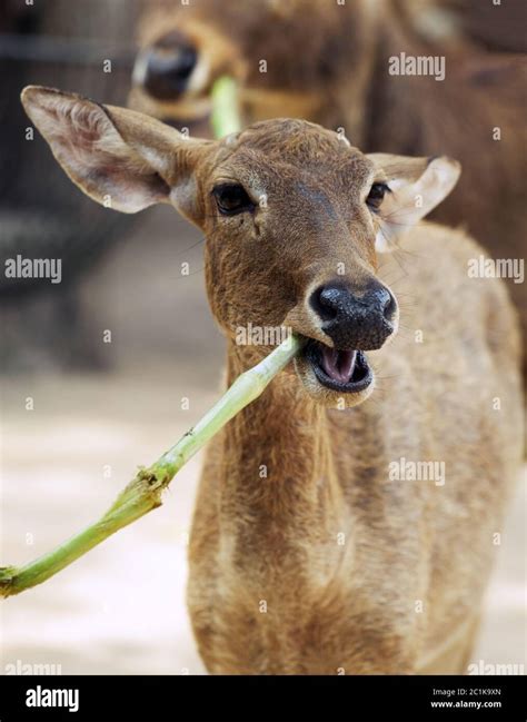 Antelope eating bamboo Stock Photo - Alamy