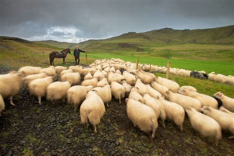 Iceland’s Second Christmas - With Sheep | Meet the North