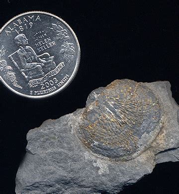 Invertebrate - Members Gallery - The Fossil Forum