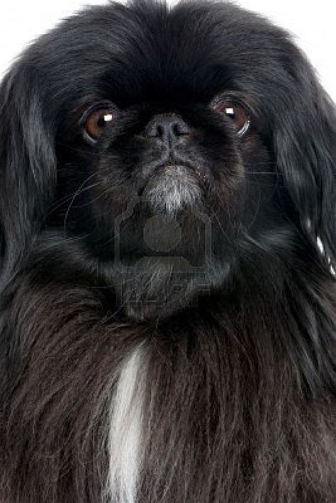 Pin em Beautiful Pekingese