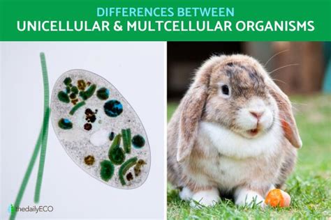 Difference Between Unicellular and Multicellular organisms With Examples