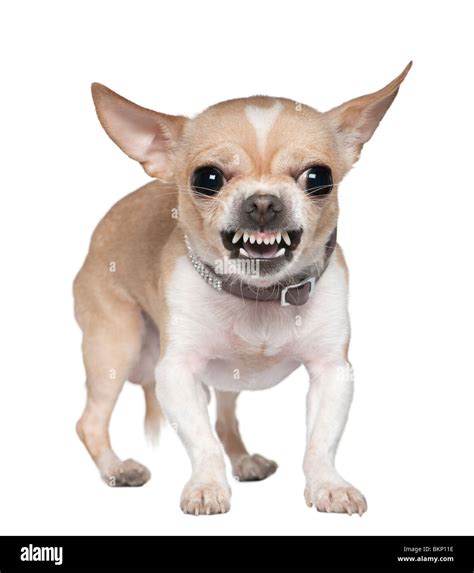 Chihuahua dog angry -Fotos und -Bildmaterial in hoher Auflösung – Alamy